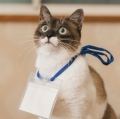 Catsname